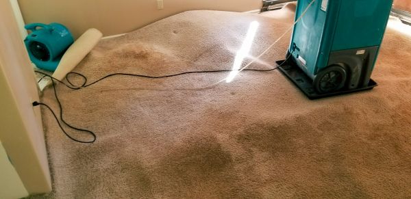 Carpet Water Extraction in Greenfield